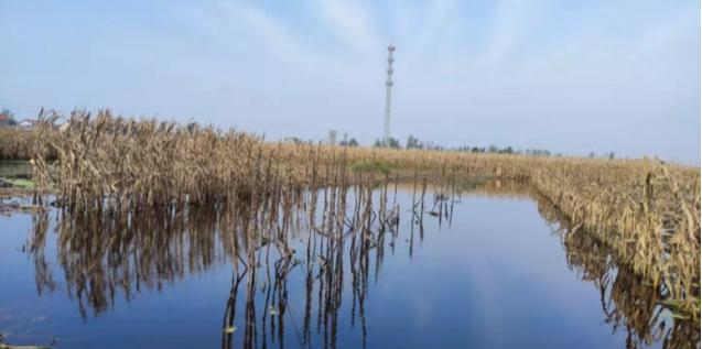 北方小麥?zhǔn)崭罴居龅奖┯暝趺崔k？農(nóng)田排水系統(tǒng)有哪些？